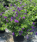 Duranta Sapphire Bush